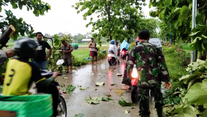 Bersama Warga, Babinsa Sugihwaras Bojonegoro Evakuasi Pohon Tumbang